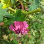Malva assurgentiflora Floro