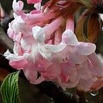 Viburnum × bodnantense Žiedas