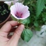 Malope trifida Flower