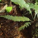 Asplenium variabile