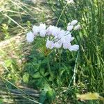 Allium roseum Flower