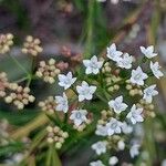 Platysace linearifolia Flower