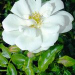 Rosa moschata 花