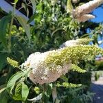 Buddleja asiatica Virág