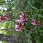 Lilium martagonFloare