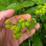 Alchemilla monticola Blüte