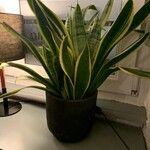 Sansevieria stuckyi Hoja
