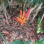 Heliconia psittacorumফুল