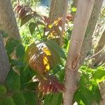 Ailanthus altissima Кара