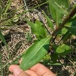 Solidago rigida Folla