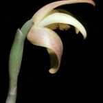 Maxillaria brunnea Flor