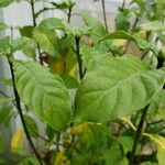 Psychotria carthagenensis Hoja