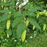 Carpinus japonica Leaf