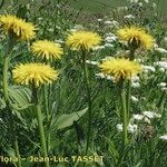 Crepis pontana موطن