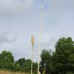 Triticum aestivum Habit