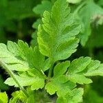 Geranium purpureum पत्ता