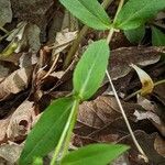 Stellaria pubera Leaf