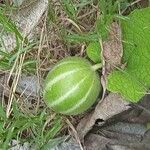 Trichosanthes cordata Fruit