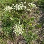 Angelica razulii Habit