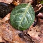 Pyrola picta Leaf