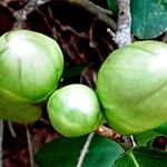 Capparis flexuosa Fruit