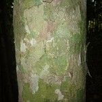 Chaetocarpus schomburgkianus Corteza