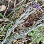 Polygala microphylla Foglia