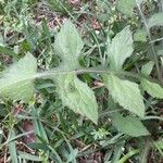 Lactuca floridana Blad