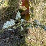 Symphyotrichum ericoides Кветка