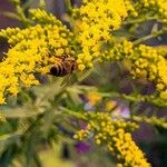 Solidago juncea 花