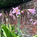 Crinum × powellii Flower