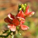 Indigofera hirsuta പുഷ്പം