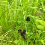 Juncus ensifolius Fruto