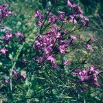 Erysimum linifolium Blüte