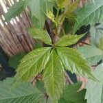 Parthenocissus inserta 葉