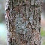 Erythroxylum laurifolium 樹皮