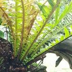 Blechnum brasiliense Kora