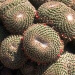 Mammillaria crucigera ഇല