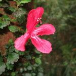 Asteranthera ovata Flor