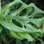 Monstera adansonii Leaf