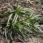 Eryngium paniculatum Habit
