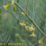 Asparagus macrorrhizus Other