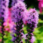 Liatris spicata 花