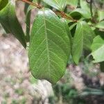 Lagerstroemia indica Leaf