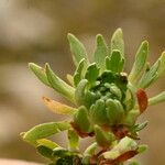 Saxifraga moschata Blad