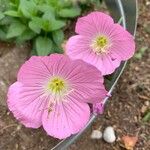 Oenothera speciosaBlomma