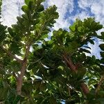 Ficus obtusifolia Plante entière