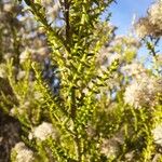 Ozothamnus leptophyllus Hoja