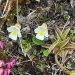 Pinguicula alpina Hoja