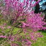 Cercis chinensis Агульны выгляд